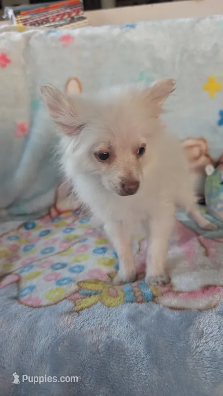 Cloe – Pomeranian puppy for sale in Shipshewana, IN