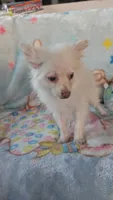 Cloe, a female Pomeranian for sale in Shipshewana, IN – 6 of 10