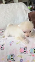 Tracy, a female Pomeranian for sale in Shipshewana, IN – 3 of 10