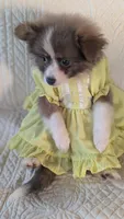 Happy , a female Pomeranian for sale in Shipshewana, IN – 9 of 10