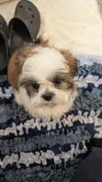 Jax, a male Shih Tzu for sale in Shipshewana, IN – 10 of 10