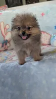 Leasel, a male Pomeranian for sale in Shipshewana, IN – 3 of 10
