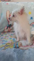 Cloe, a female Pomeranian for sale in Shipshewana, IN – 4 of 10