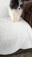Willie, a male Pomeranian for sale in Shipshewana, IN – 3 of 8