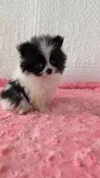 Lasso, a male Pomeranian for sale in Shipshewana, IN – 7 of 10