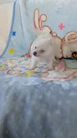 Cloe, a female Pomeranian for sale in Shipshewana, IN – 10 of 10