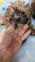 Luke , a male Pomapoo for sale in Shipshewana, IN – 5 of 10