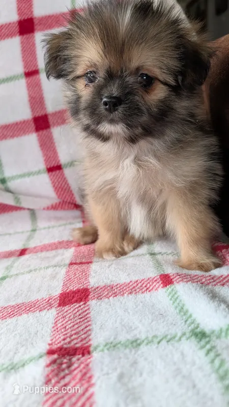 Joann – Pomapoo puppy for sale in Shipshewana, IN