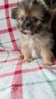 Joann, a female Pomapoo for sale in Shipshewana, IN – 1 of 10