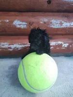 Petunias , a female Poodle - Toy  for sale in Shipshewana, IN – 2 of 9