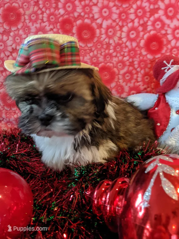 Dallas, a male Shih Tzu for sale in Shipshewana, IN – Photo 1 of 10