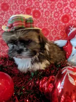 Dallas, a male Shih Tzu for sale in Shipshewana, IN – Photo 1 of 10