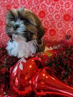 Dallas, a male Shih Tzu for sale in Shipshewana, IN – Photo 3 of 10
