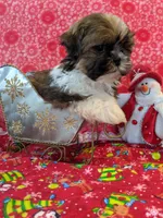 Dallas, a male Shih Tzu for sale in Shipshewana, IN – Photo 10 of 10