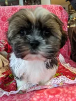 Dallas, a male Shih Tzu for sale in Shipshewana, IN – Photo 5 of 10