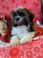 Dallas, a male Shih Tzu for sale in Shipshewana, IN – Photo 8 of 10