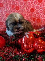 Dallas, a male Shih Tzu for sale in Shipshewana, IN – Photo 7 of 10
