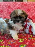 Dallas, a male Shih Tzu for sale in Shipshewana, IN – Photo 2 of 10