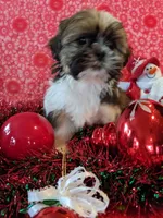 Dallas, a male Shih Tzu for sale in Shipshewana, IN – Photo 9 of 10