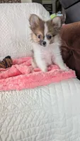 Buttercup , a female Pomeranian for sale in Shipshewana, IN – 3 of 8