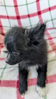 Lucy , a female Pomeranian for sale in Shipshewana, IN – 7 of 10
