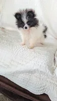 Willie, a male Pomeranian for sale in Shipshewana, IN – 2 of 8