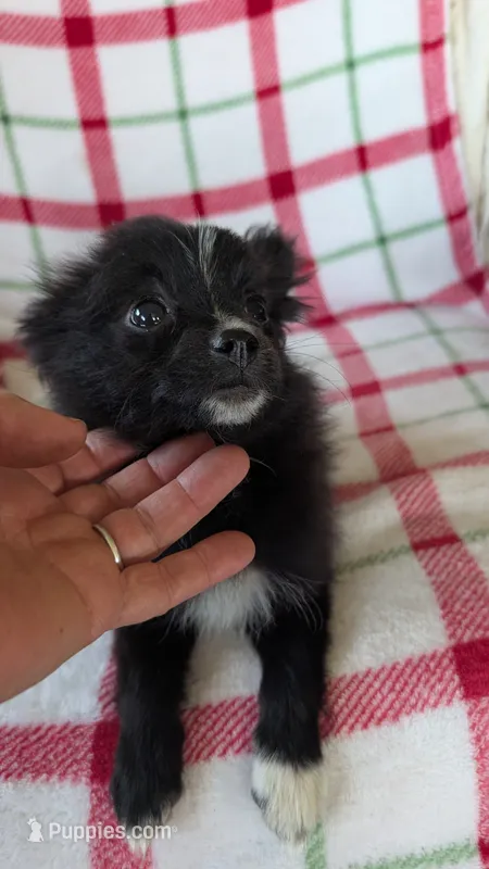 Lucy  – Pomeranian puppy for sale in Shipshewana, IN