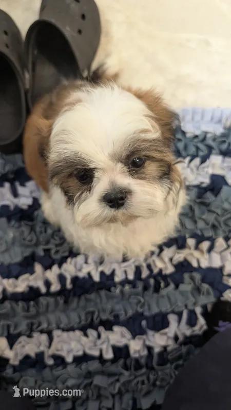 Jax – Shih Tzu puppy for sale in Shipshewana, IN