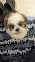 Jax, a male Shih Tzu for sale in Shipshewana, IN – 1 of 10