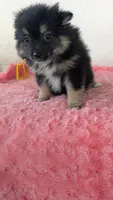 Bo- bo, a female Pomeranian for sale in Shipshewana, IN – 6 of 10
