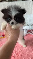 Lasso, a male Pomeranian for sale in Shipshewana, IN – 6 of 10