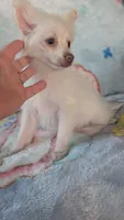 Cloe, a female Pomeranian for sale in Shipshewana, IN – 9 of 10