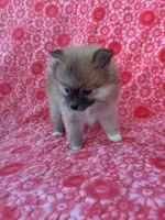 Allison, a female Pomeranian for sale in Shipshewana, IN – Photo 3 of 10