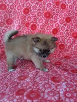 Allison, a female Pomeranian for sale in Shipshewana, IN – Photo 6 of 10