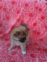 Allison, a female Pomeranian for sale in Shipshewana, IN – Photo 2 of 10