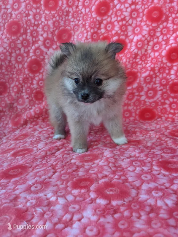 Allison, a female Pomeranian for sale in Shipshewana, IN – Photo 1 of 10