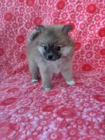 Allison, a female Pomeranian for sale in Shipshewana, IN – Photo 1 of 10