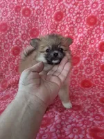 Allison, a female Pomeranian for sale in Shipshewana, IN – Photo 7 of 10