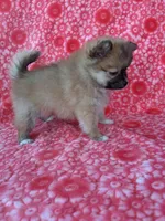 Allison, a female Pomeranian for sale in Shipshewana, IN – Photo 4 of 10