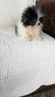 Willie, a male Pomeranian for sale in Shipshewana, IN – 4 of 8