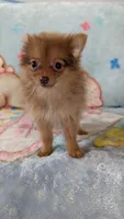 Luna , a female Pomeranian for sale in Shipshewana, IN – 9 of 10