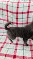 Gracie, a female Pomeranian for sale in Shipshewana, IN – 6 of 10