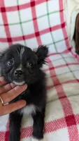 Lucy , a female Pomeranian for sale in Shipshewana, IN – 8 of 10