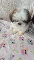 Jax, a male Shih Tzu for sale in Shipshewana, IN – 2 of 10
