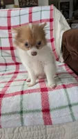 Max, a male Pomeranian for sale in Shipshewana, IN – 10 of 10