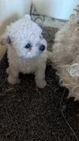 Serena, a female Pomapoo for sale in Shipshewana, IN – 8 of 9