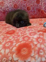 Cocoa, a male Pomeranian for sale in Shipshewana, IN – Photo 7 of 10