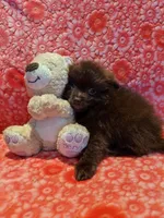 Cocoa, a male Pomeranian for sale in Shipshewana, IN – Photo 8 of 10