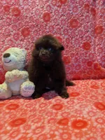 Cocoa, a male Pomeranian for sale in Shipshewana, IN – Photo 2 of 10
