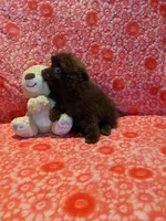 Cocoa, a male Pomeranian for sale in Shipshewana, IN – Photo 5 of 10